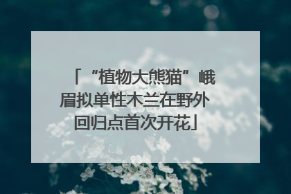 “植物大熊猫”峨眉拟单性木兰在野外回归点首次开花