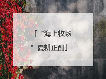“海上牧场”夏耕正酣