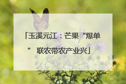 玉溪元江：芒果“爆单” 联农带农产业兴