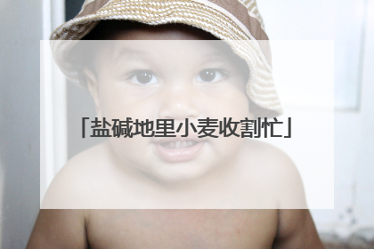 盐碱地里小麦收割忙