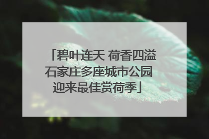 碧叶连天 荷香四溢 石家庄多座城市公园迎来最佳赏荷季