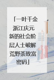 一叶千金 浙江庆元新的社会阶层人士破解荒野茶致富密码