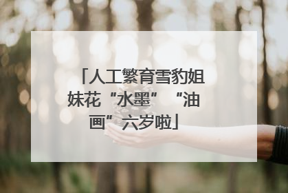 人工繁育雪豹姐妹花“水墨”“油画”六岁啦