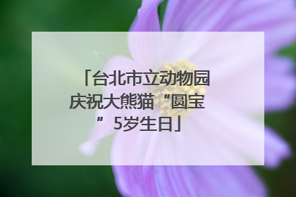 台北市立动物园庆祝大熊猫“圆宝”5岁生日
