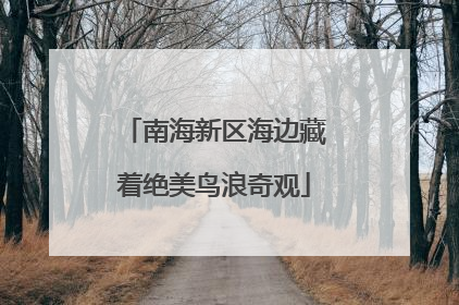 南海新区海边藏着绝美鸟浪奇观