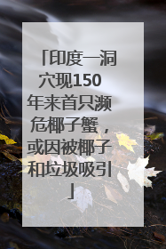 印度一洞穴现150年来首只濒危椰子蟹，或因被椰子和垃圾吸引