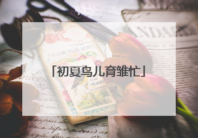 初夏鸟儿育雏忙