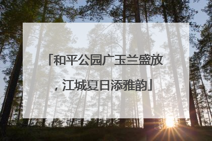 和平公园广玉兰盛放，江城夏日添雅韵