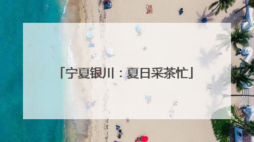宁夏银川：夏日采茶忙