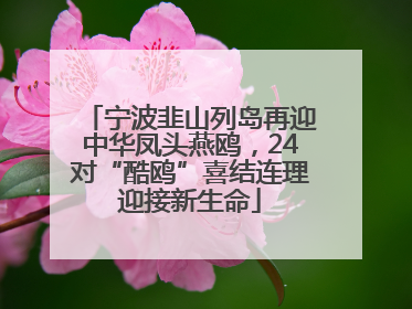 宁波韭山列岛再迎中华凤头燕鸥，24对“酷鸥”喜结连理迎接新生命