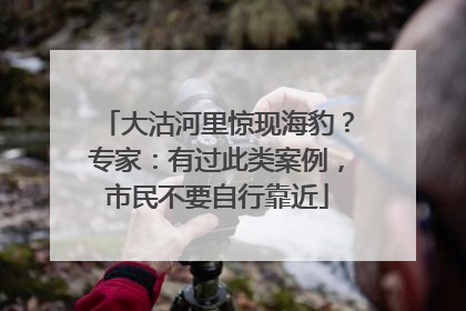 大沽河里惊现海豹？专家：有过此类案例，市民不要自行靠近