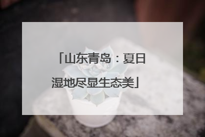 山东青岛：夏日湿地尽显生态美