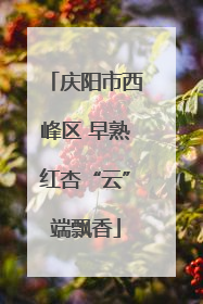 庆阳市西峰区 早熟红杏“云”端飘香