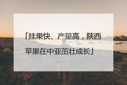 挂果快、产量高，陕西苹果在中亚茁壮成长
