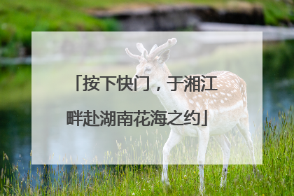 按下快门，于湘江畔赴湖南花海之约