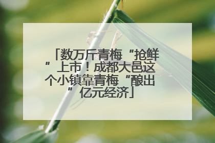 数万斤青梅“抢鲜”上市！成都大邑这个小镇靠青梅“酿出”亿元经济