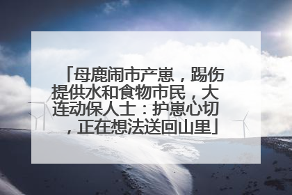 母鹿闹市产崽，踢伤提供水和食物市民，大连动保人士：护崽心切，正在想法送回山里