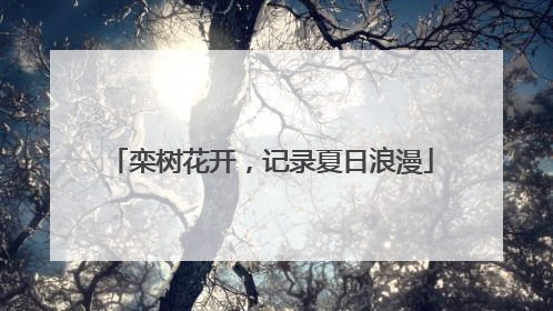 栾树花开，记录夏日浪漫