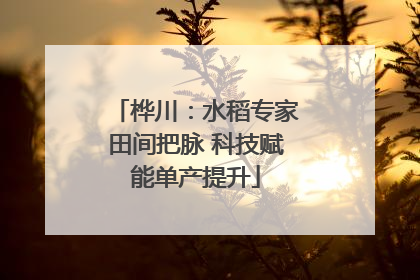 桦川：水稻专家田间把脉 科技赋能单产提升