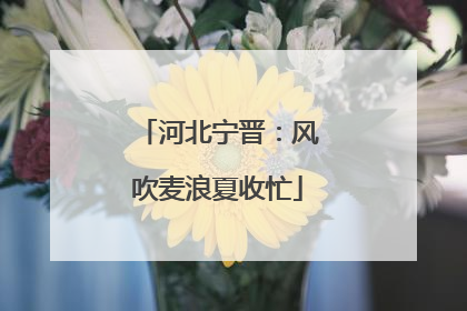 河北宁晋：风吹麦浪夏收忙