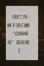 舒兰市：林下养白鹅 “点绿成金”富农家