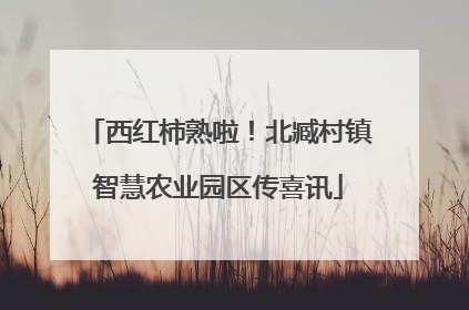 西红柿熟啦!北臧村镇智慧农业园区传喜讯