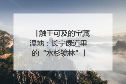 触手可及的宝藏湿地：长宁绿道里的“水杉镜林”