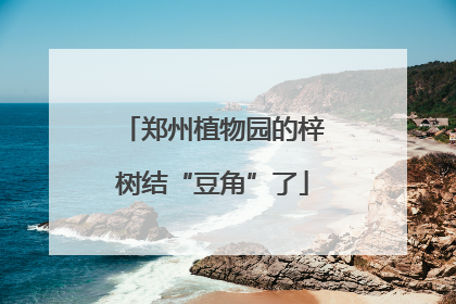 郑州植物园的梓树结“豆角”了