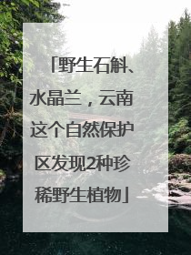 野生石斛、水晶兰，云南这个自然保护区发现2种珍稀野生植物