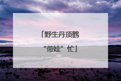 野生丹顶鹤“带娃”忙