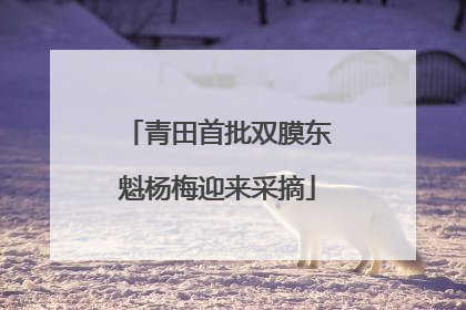 青田首批双膜东魁杨梅迎来采摘