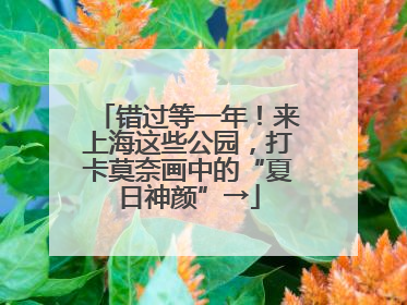 错过等一年！来上海这些公园，打卡莫奈画中的“夏日神颜”→