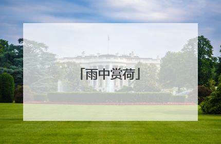 雨中赏荷