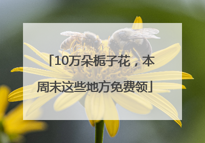 10万朵栀子花，本周末这些地方免费领