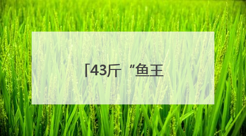 43斤“鱼王”创纪录！杭州人终于等到了