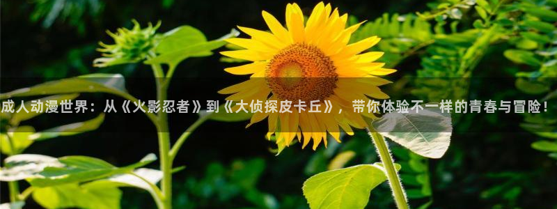 动漫共和国下载网站